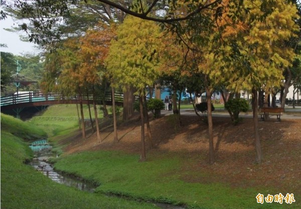 巴克禮公園風情隨四季轉換，落羽松宛如歐風景色。（記者洪瑞琴攝）