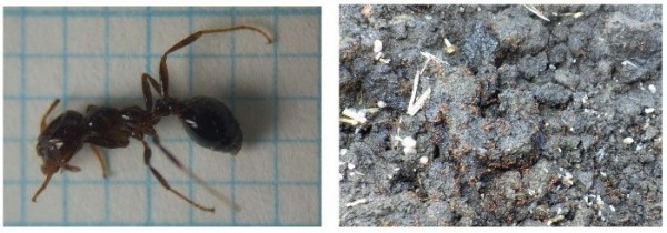 火蟻持續進擊日本!港口發現1700隻卵、蛹與成體 - 國際 - 自由時報電子報