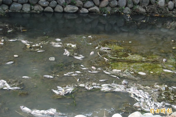 上百尾吳郭魚屍漂浮在河道上，景象怵目驚心。（記者張安蕎攝）