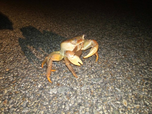 抱卵陸蟹經過馬路，今年還沒見到遭路殺的陸蟹。（許自由提供）