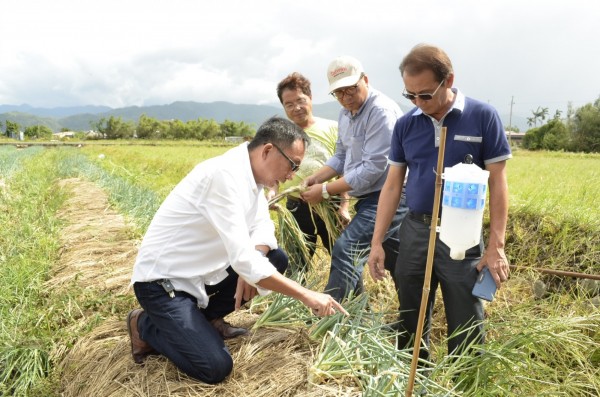 尼莎颱風風力強大，突然登陸宜蘭，導致農民來不及搶收，三星蔥受損面積達一百公頃。（三星鄉公所提供）