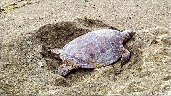 憋不住了綠蠵龜白天上岸產卵 地方 自由時報電子報