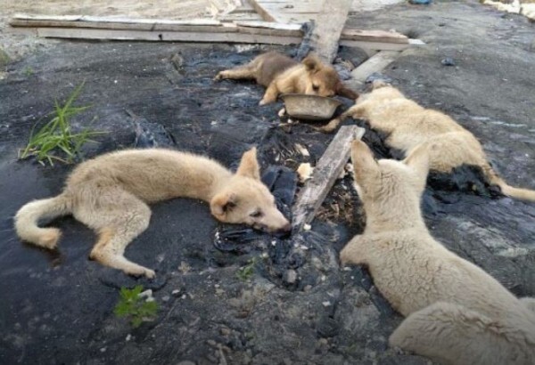 4隻幼犬慘遭惡意丟進瀝青坑中等死。（圖擷自yamal）