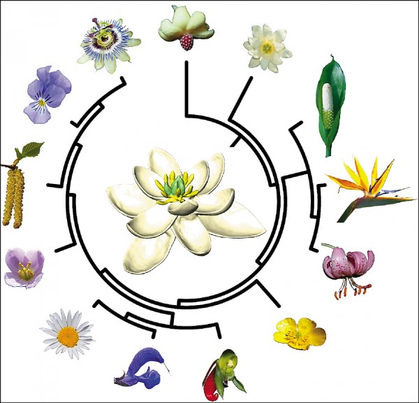 始祖花 國際 自由時報電子報