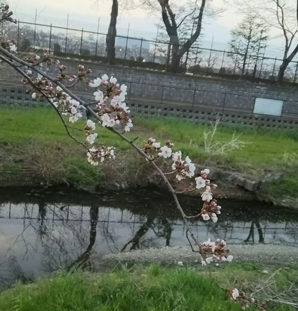 日本東京東村山市空堀川河邊，今日有1名臍帶未剪的男嬰被半埋在土裡。（圖擷自推特）