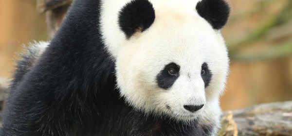 母貓熊「歡歡」產下一對雙胞胎。（圖擷自博瓦爾動物園（ZooParc de Beauval）官網）