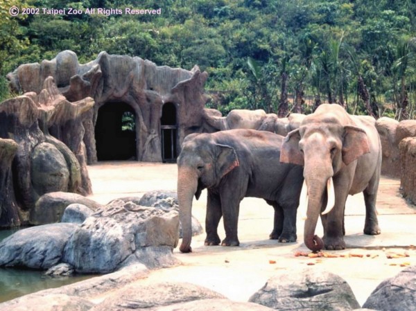 林旺和馬蘭屢屢當選「動物明星」與「我最愛的動物」。（台北市立動物園提供）