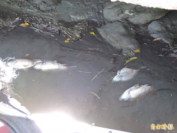 碧潭上午出現大批死魚漂浮水面。（記者翁聿煌攝）