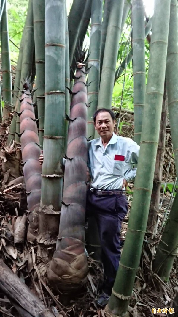 龍潭的養蜂場竹林種出比人還高的雙胞胎巨筍。（記者李容萍攝）