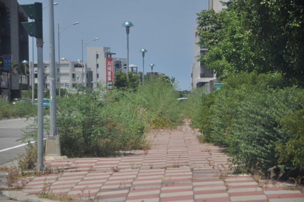 民眾批評竹南鎮大埔特定區內雜草叢生，尤其科專六路的草比人還高，人行道都無法讓人行走。（記者彭健禮攝）