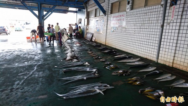 天鴿颱風海上警報已發布，富岡漁市場拍賣漁獲量也大減。（記者張存薇攝）