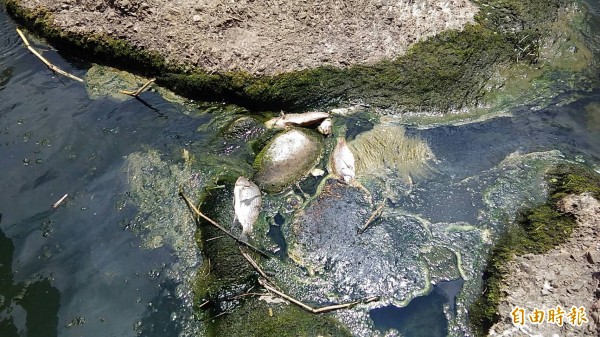 三峽河出現魚群浮屍，環保局初步認定為高溫導致水中溶氧不足。（記者翁聿煌攝）