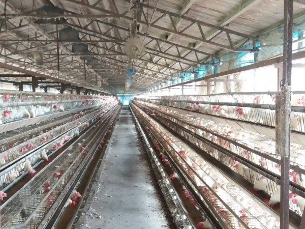 雲林縣完成全縣24場蛋雞場採樣。（防疫所提供）