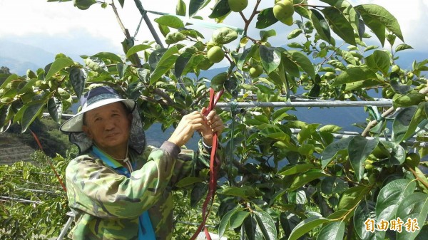 受梅雨肆虐，仁愛鄉高山甜杮今年大減產，近來又逢颱風攪局，果農憂心忡忡。（記者佟振國攝）