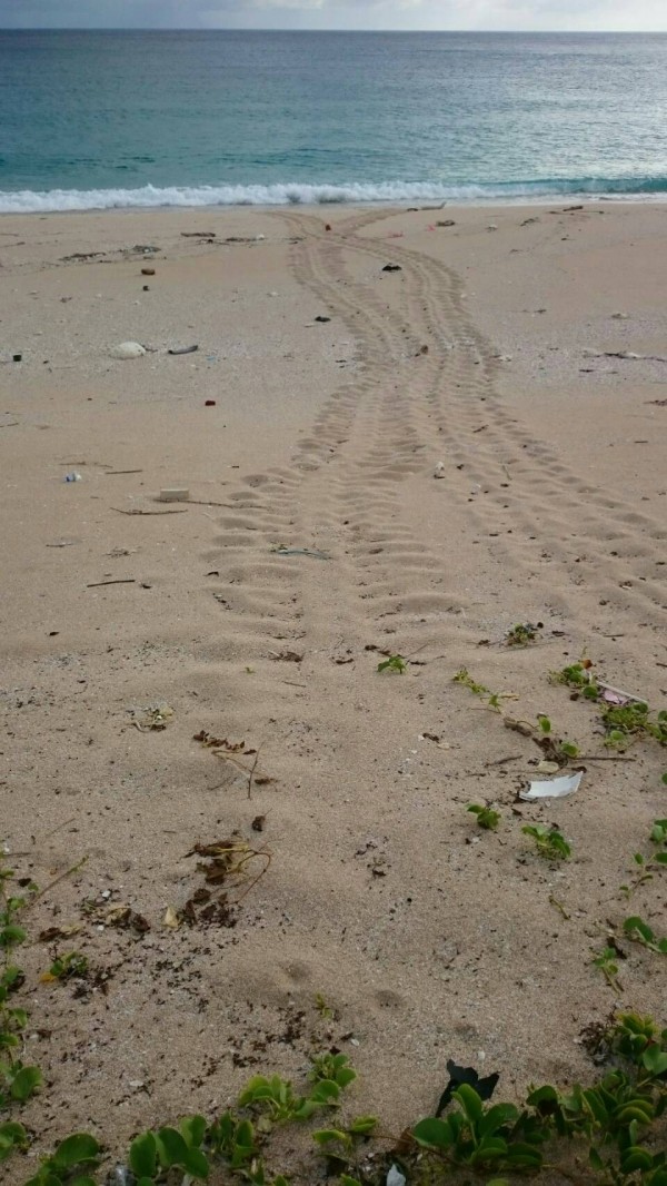 海龜媽媽上月初上岸產卵的爬痕。（記者蔡宗憲翻攝）