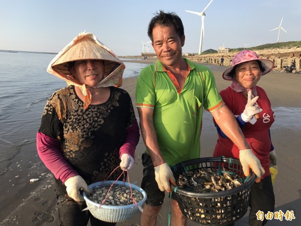 苗栗縣通霄白沙屯海域，地方居民忙採石頭蚵，今年因量多，小賺了一筆。（記者張勳騰攝）