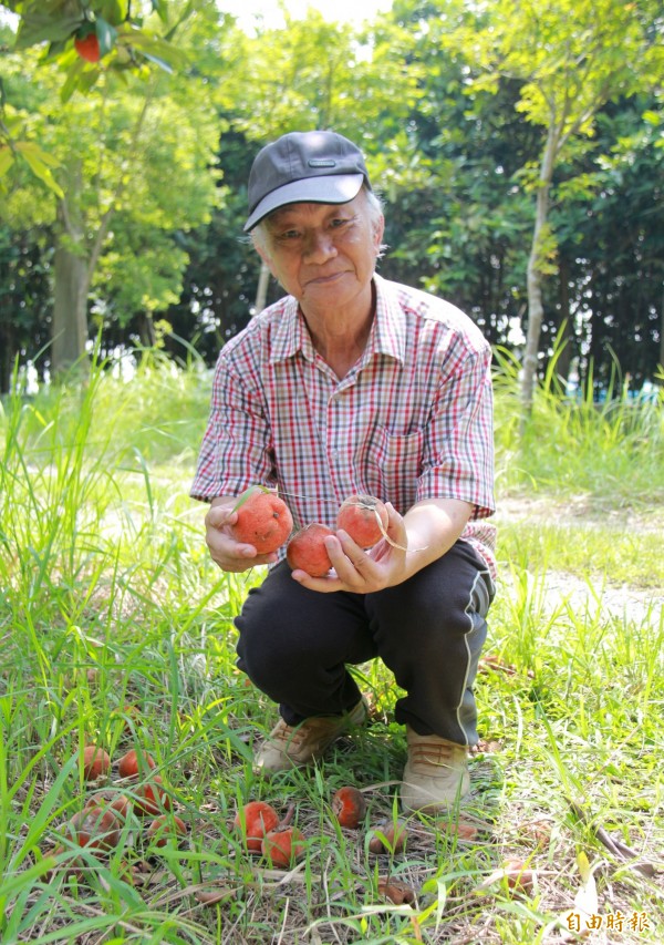 詩人吳晟邀請大家到自家樹園採毛柿。（記者陳冠備攝）