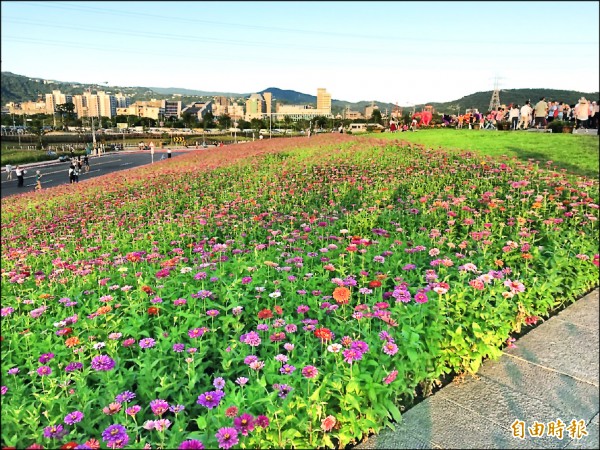 關渡花海節是全台唯一的夏季花節。（記者沈佩瑤攝）