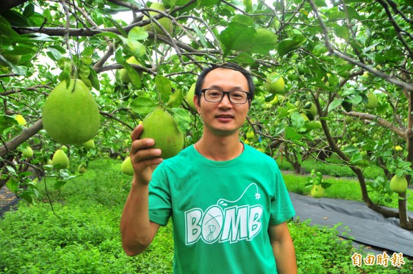 游振葦種出有機好文旦。（記者花孟璟攝）