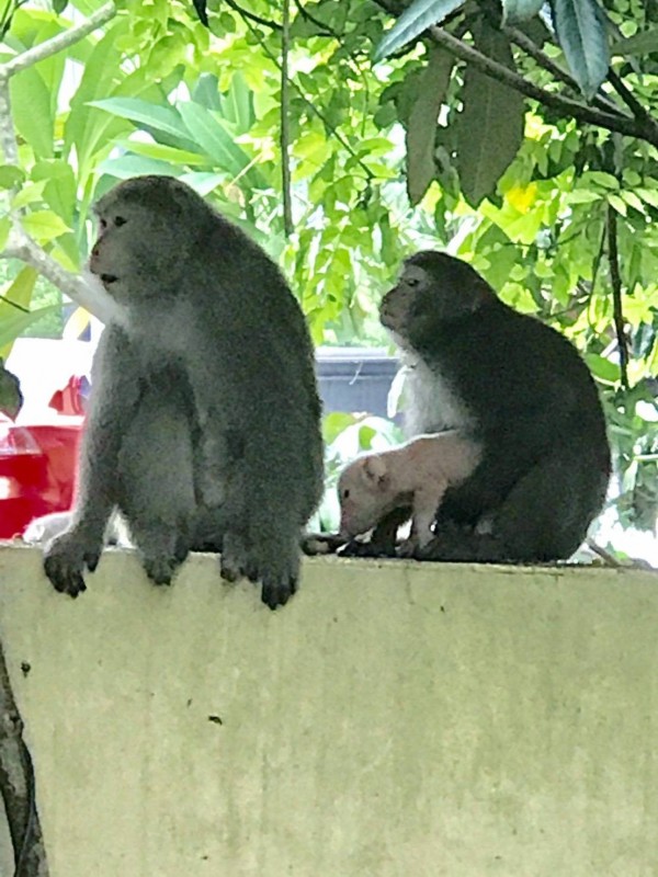 猴子玩過的小豬長不大，就算救回家，也沒了經濟效應。（圖由老師吳昱瑩提供）