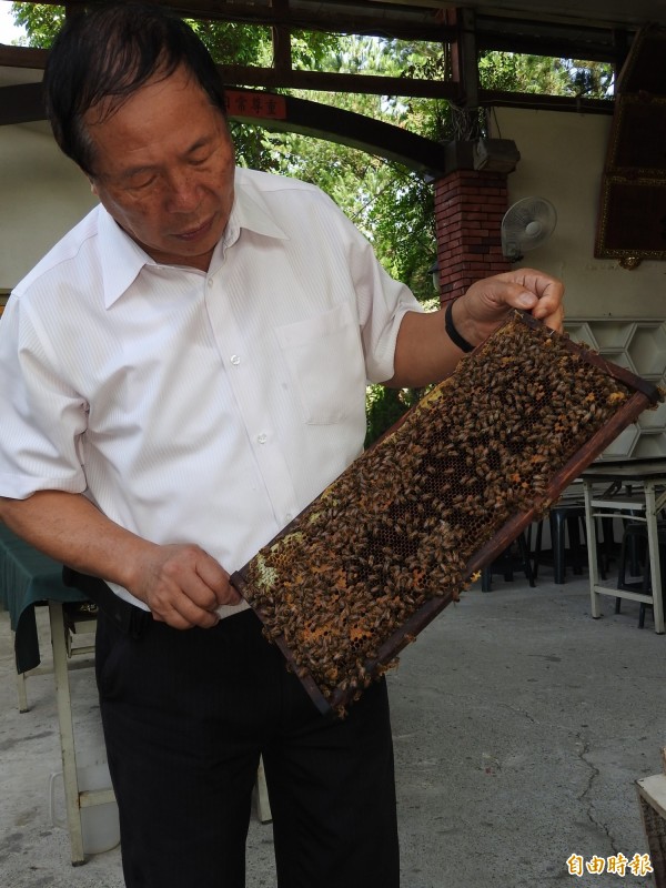 埔里鎮蜜蜂大量暴斃情形仍持續，蜂箱內的蜂群顯得稀稀落落。（記者佟振國攝）