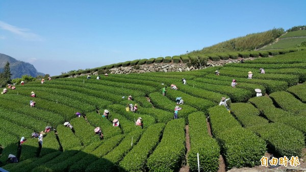 嘉義縣阿里山高山茶遠近馳名，但茶區缺工嚴重，行政院農委會將在梅山鄉、竹崎地區農會試辦成立「茶業專業技術團」，招募茶葉管理師協助茶農，薪資、獎勵及津貼等，每月最高可領4萬3800元。（記者曾迺強攝）