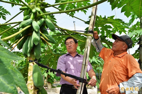 農民在木瓜樹旁加裝支撐架，協助固定，山上區長余基吉（左）也幫忙繫綁。（記者吳俊鋒攝）