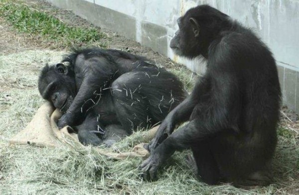 園方表示，黑猩猩「莎莉」用過長的植栽攀爬出園區，所幸在園外逛了20分鐘後自行回家。（動物園提供）