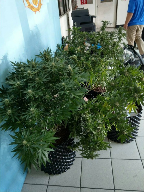 大樓密室種植大麻，彷彿置身於大麻樹森林。（記者蔡清華翻攝）