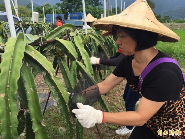 民眾體驗採收紅龍果。（記者張存薇攝）