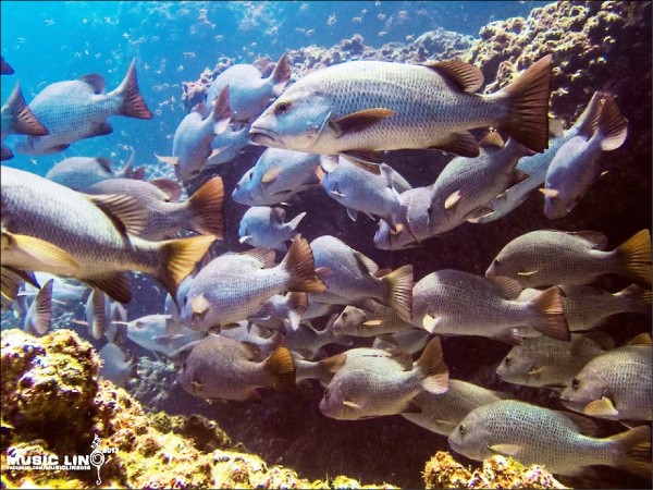 南方四島東西吉廊道魚兒成群的美景，保育人士積極推動成立完全禁漁區。（潛水教練林音樂攝）