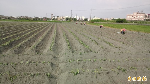 彰化縣南彰化鄉鎮農田多，農民樂見農地農用。（記者張聰秋攝）