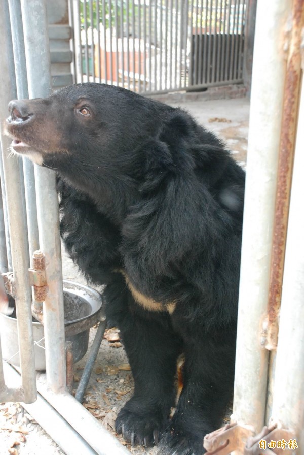 屏東縣長治鄉民合法登記飼養的台灣黑熊，是民間合法飼養的最後3隻。（資料照）