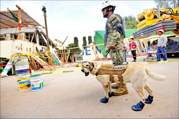 鼓舞人心 墨西哥搜救犬爆紅（路透）