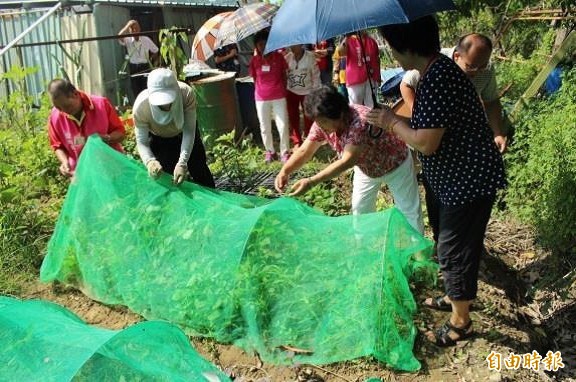 中市社會局推動「長者農園」，要讓長者藉著種植蔬菜花卉，活化身心靈（記者蘇金鳳攝）