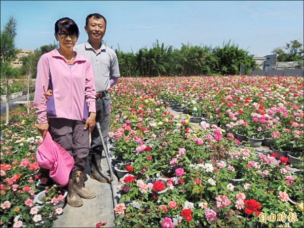 張燦堂、黃鳳莉夫婦栽種玫瑰花，選在浪漫秋季開放免費賞花，希望將玫瑰花田打造出「南田尾，北湖口」的知名度。（記者廖雪茹攝）
