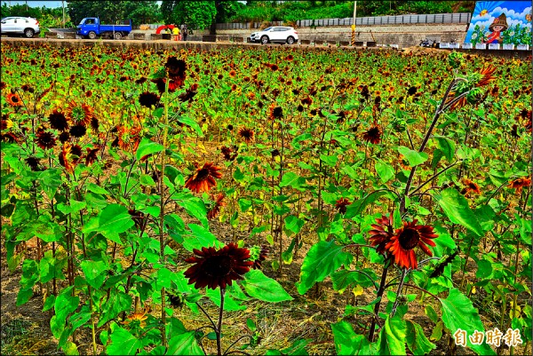 花壇向日葵花海曬焦的誤會 地方 自由時報電子報