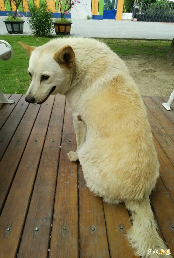 太子國中校犬小白。（記者楊金城攝）