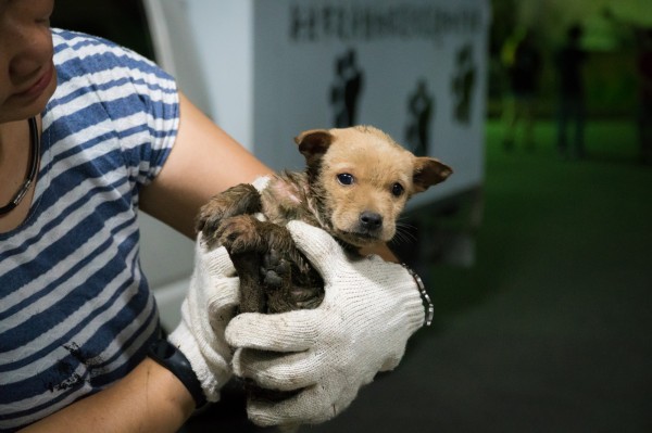 新北市貓狗一般動物救援業務，今天起全天候回歸動保處負責。（新北市動物保護防疫處提供）