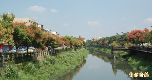 時序入秋，屏東市萬年溪兩岸台灣欒樹陸續換妝。（記者李立法攝）