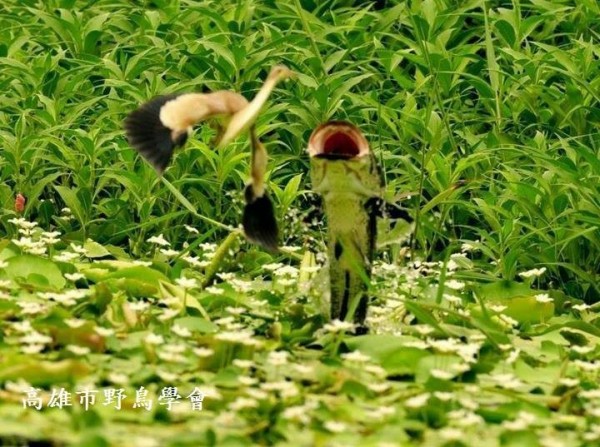 驚悚!魚虎入侵鳥松濕地 躍出水面咬黃小鷺 - 生活 - 自由時報電子報