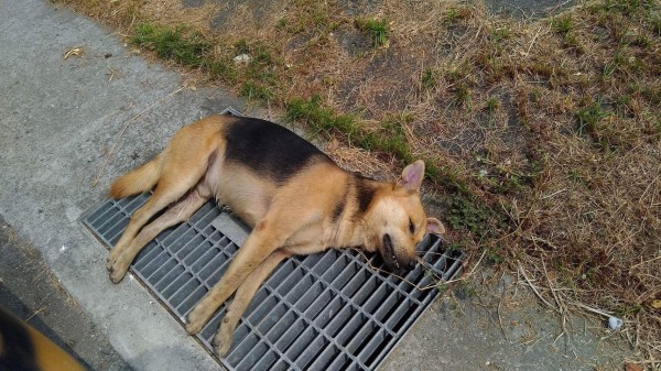 台南安南區府安路三段發現3條流浪犬的屍體，疑似遭毒害。（記者邱灝唐翻攝）