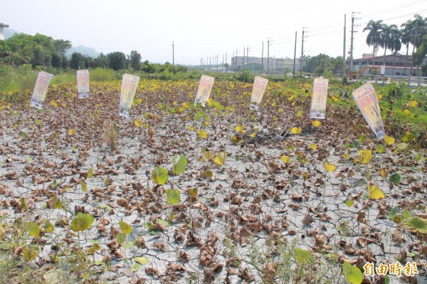 彰化縣二水鄉八堡圳農情館前方種植1分地大的荷花田，近期進入蓮藕採收期。（記者陳冠備攝）