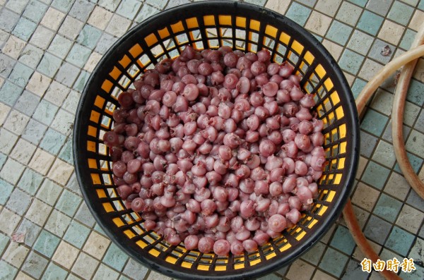 口湖烏魚養殖業者想辦法將新鮮烏魚沙曩變成可口零嘴。（記者陳燦坤攝）