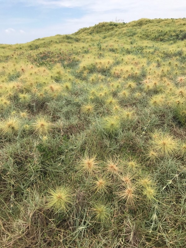 湖西青螺沙尾下坡草地，長滿定砂植物濱刺麥。（林長興老師提供）