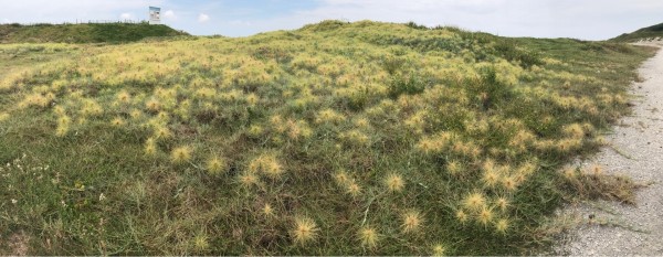 濱刺麥成熟後雌花剝落，被曬乾呈暗黄色，且重量變輕，才能隨風放送。（林長興老師提供）