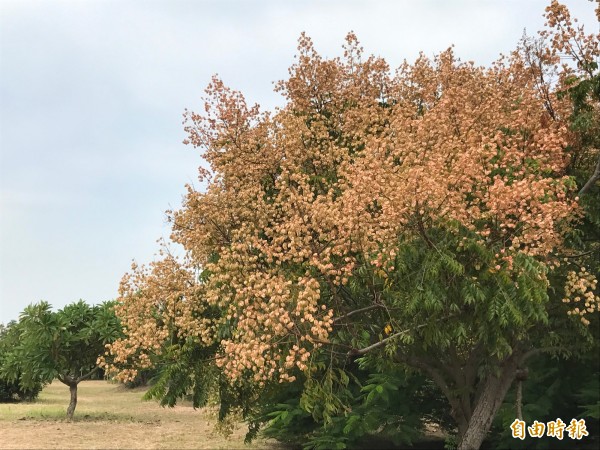 台灣欒樹花朵盛開，凋謝落地時猶如下起黃金雨。（記者洪臣宏攝）