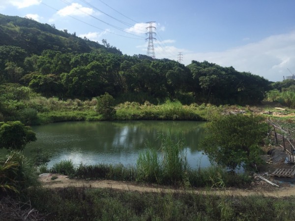 潘男到私人池塘偷釣魚。（記者曾健銘翻攝）