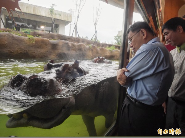 台北市長柯文哲21日出席台北市立動物園為河馬的新家「河馬浴場」舉辦的開幕儀式，並近距離觀看河馬在水中悠游。（記者黃耀徵攝）