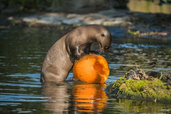 英國切斯特動物園，為了慶祝萬聖節的到來準備南瓜大餐送給動物吃。（圖擷取自Chester Zoo臉書專頁）